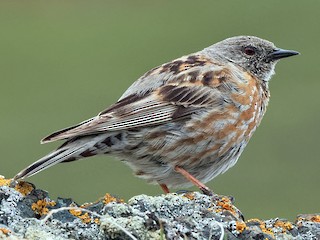 Foto de Acentor del Himalaya (Prunella himalayana)