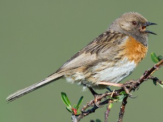 Foto de Acentor Petirrojo (Prunella rubeculoides)