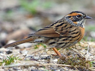 Foto de Acentor Pechirrufo (Prunella strophiata)