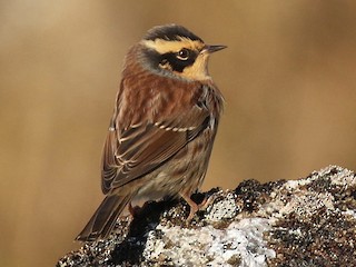 Foto de Acentor Siberiano (Prunella montanella)