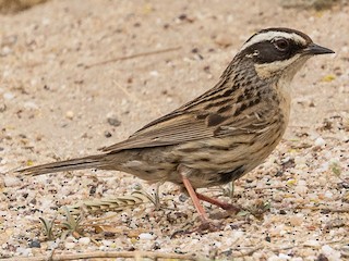 Foto de Acentor de Radde (Prunella ocularis)