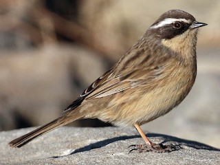 Foto de Acentor Pardo (Prunella fulvescens)