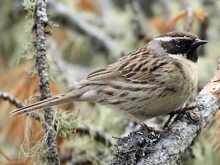 Foto de Acentor Gorjinegro (Prunella atrogularis)