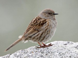 Foto de Acentor Común (Prunella modularis)