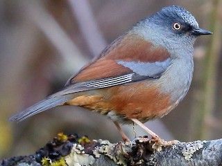 Foto de Acentor Inmaculado (Prunella immaculata)