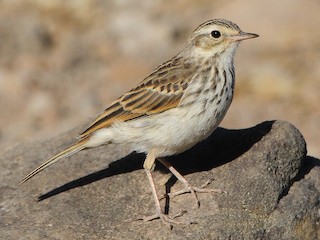 Foto de Berthelot's Pipit (Anthus berthelotii)