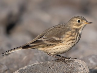 Foto de American Pipit (Anthus rubescens)