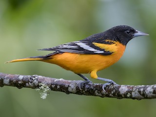 Foto de Baltimore Oriole (Icterus galbula)