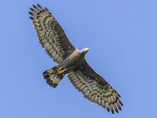 Foto de Abejero Oriental (Pernis ptilorhynchus)