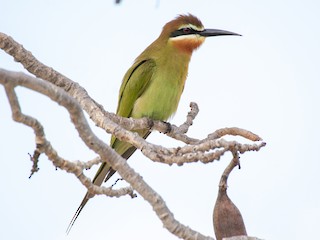 Foto de Abejaruco Malgache (Merops superciliosus)
