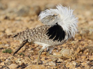 Foto de African Houbara (Chlamydotis undulata)