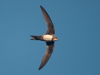 Foto de Alpine Swift (Tachymarptis melba)