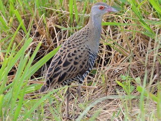 Foto de African Crake (Crecopsis egregia)