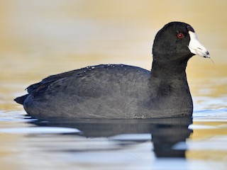 Foto de American Coot (Fulica americana)