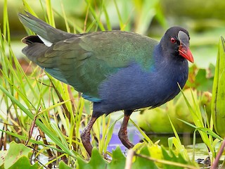 Foto de Allen's Gallinule (Porphyrio alleni)