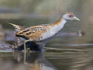 Foto de Baillon's Crake (Zapornia pusilla)