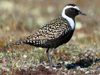 Foto de American Golden-Plover (Pluvialis dominica)