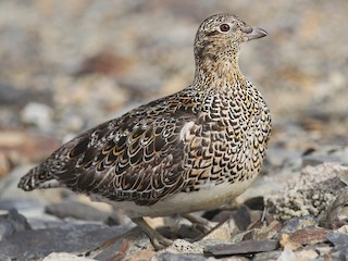 Foto de Agachona Patagona (Attagis malouinus)