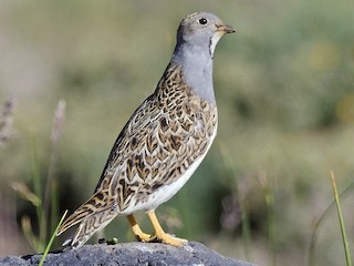 Foto de Agachona Mediana (Thinocorus orbignyianus)