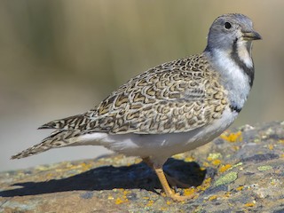 Foto de Agachona Chica (Thinocorus rumicivorus)