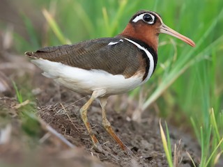 Foto de Aguatero Bengalí (Rostratula benghalensis)