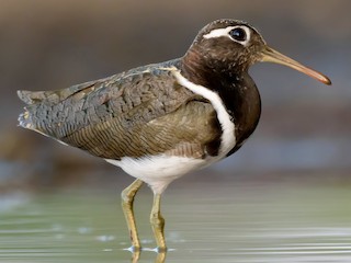 Foto de Aguatero Australiano (Rostratula australis)
