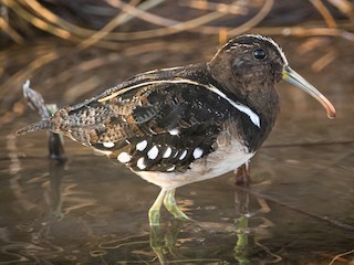 Foto de Aguatero Americano (Nycticryphes semicollaris)