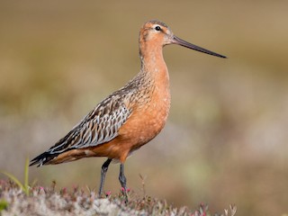 Foto de Aguja Colipinta (Limosa lapponica)