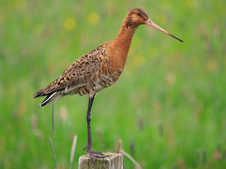 Foto de Aguja Colinegra (Limosa limosa)