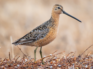 Foto de Agujeta Escolopácea (Limnodromus scolopaceus)