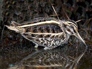 Foto de Agachadiza Chica (Lymnocryptes minimus)