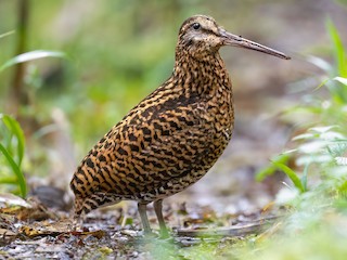 Foto de Agachadiza Imperial (Gallinago imperialis)