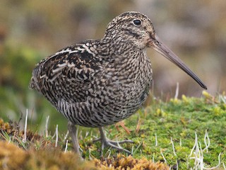 Foto de Agachadiza Andina (Gallinago jamesoni)