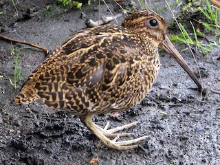 Foto de Agachadiza Fueguina (Gallinago stricklandii)