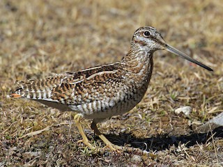 Foto de Agachadiza Solitaria (Gallinago solitaria)