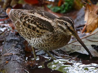 Foto de Agachadiza del Himalaya (Gallinago nemoricola)