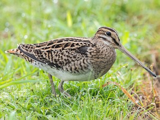 Foto de Agachadiza del Baikal (Gallinago megala)