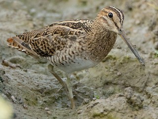 Foto de Agachadiza Colirrala (Gallinago stenura)