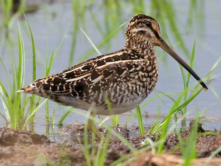 Foto de Agachadiza Africana (Gallinago nigripennis)