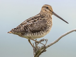 Foto de Agachadiza de Wilson (Gallinago delicata)