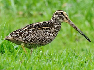 Foto de Agachadiza Gigante (Gallinago undulata)