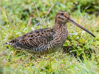 Foto de Agachadiza Noble (Gallinago nobilis)