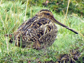 Foto de Agachadiza de la Puna (Gallinago andina)