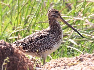 Foto de Agachadiza Malgache (Gallinago macrodactyla)