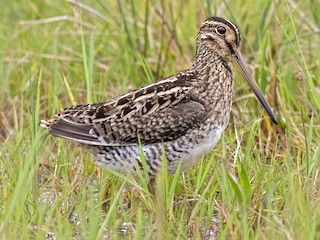 Foto de Agachadiza Paraguaya (Gallinago paraguaiae)