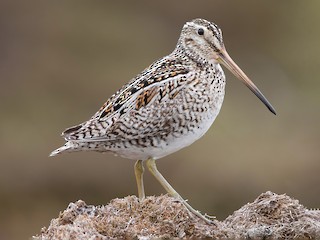 Foto de Agachadiza Magallánica (Gallinago magellanica)