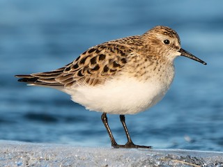Foto de Baird's Sandpiper (Calidris bairdii)