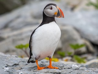 Foto de Atlantic Puffin (Fratercula arctica)