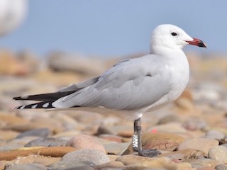 Foto de Audouin's Gull (Ichthyaetus audouinii)