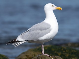 Foto de American Herring Gull (Larus smithsonianus)